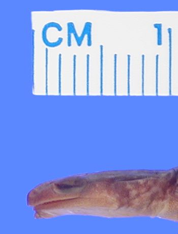 Media type: image; Herpetology A-27796